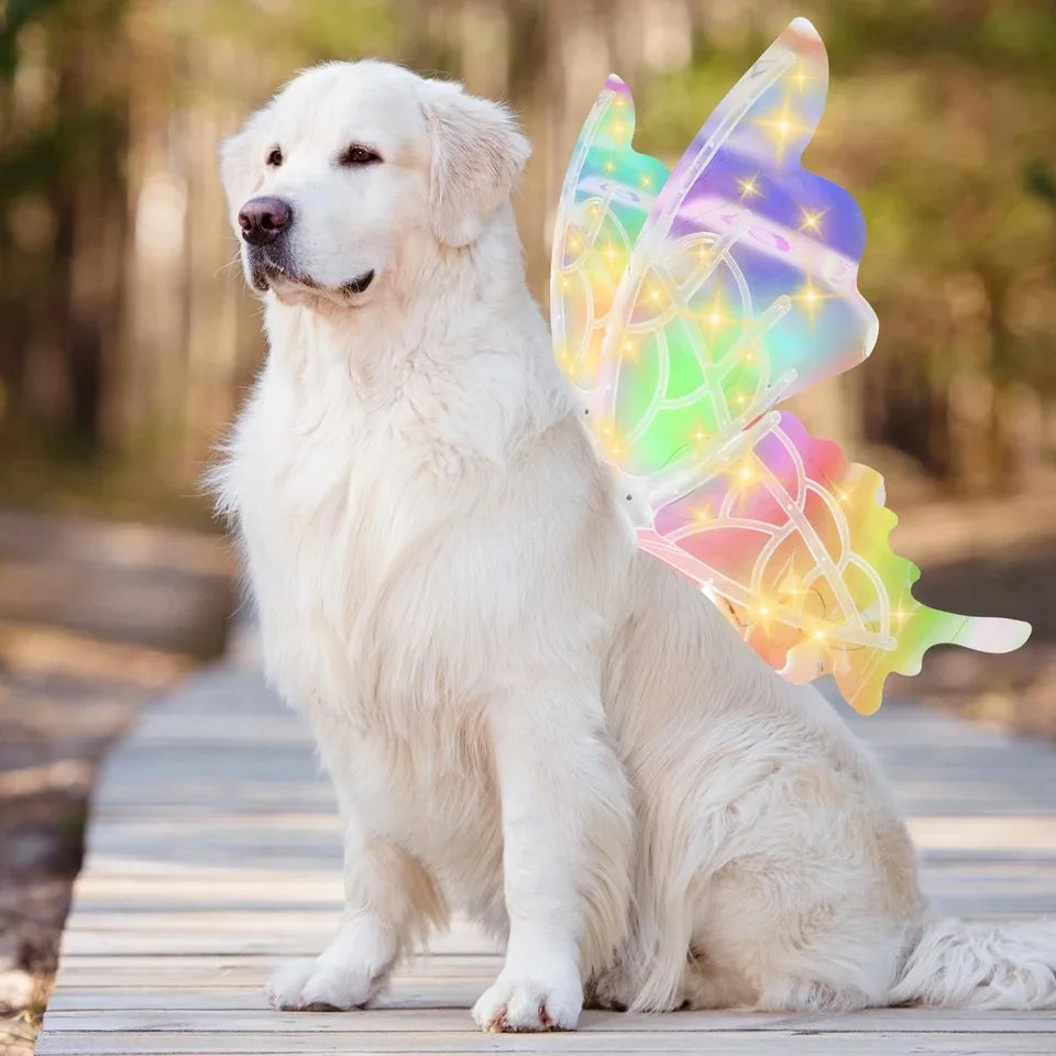 Butterfly Glowing Wings Costume for Kids and Dogs